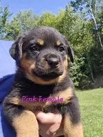 Pink Female, a female Rottweiler for sale in Lone Rock, WI – 1 of 4