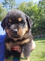 Dark Green Male, a male Rottweiler for sale in Lone Rock, WI – 2 of 4
