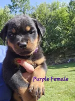 Purple Female, a female Rottweiler for sale in Lone Rock, WI – 1 of 4