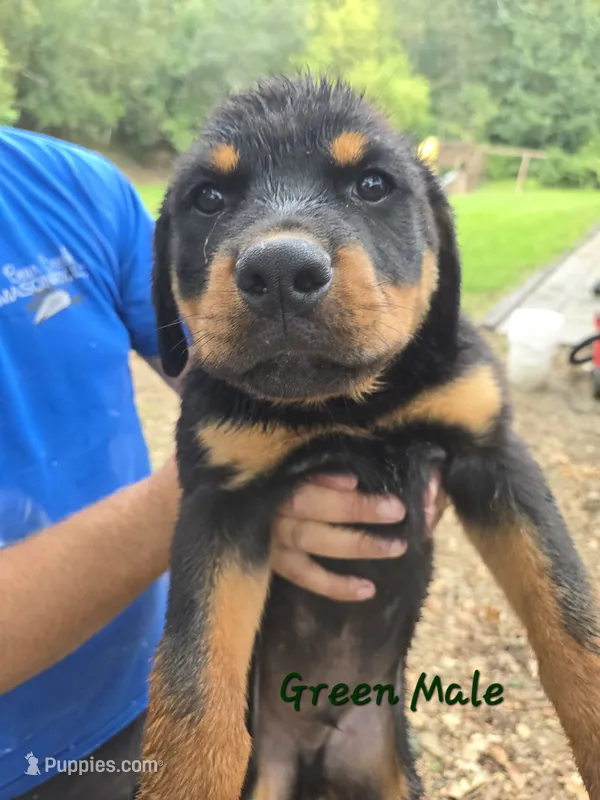 Dark Green Male – Rottweiler puppy for sale in Lone Rock, WI