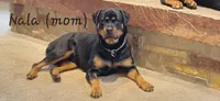 Dark Green Male, a male Rottweiler for sale in Lone Rock, WI – 4 of 4