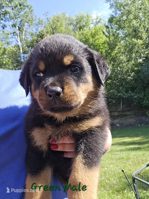 Dark Green Male – Rottweiler puppy for sale in Lone Rock, WI