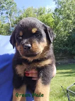Dark Green Male, a male Rottweiler for sale in Lone Rock, WI – 1 of 4