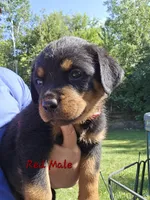 Red Male, a male Rottweiler for sale in Lone Rock, WI – 2 of 4