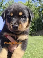 Orange Male, a male Rottweiler for sale in Lone Rock, WI – 2 of 4