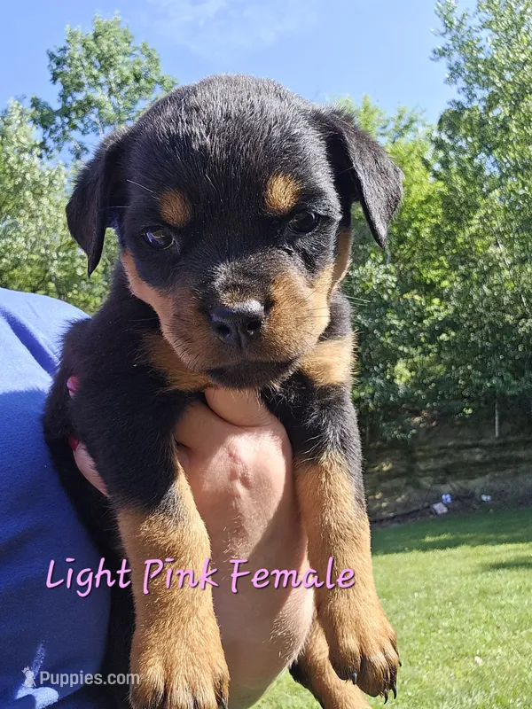 Light Pink Female – Rottweiler puppy for sale in Lone Rock, WI