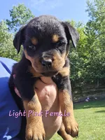 Light Pink Female, a female Rottweiler for sale in Lone Rock, WI – 1 of 4