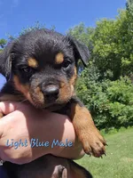 Light Blue Male, a male Rottweiler for sale in Lone Rock, WI – 2 of 4