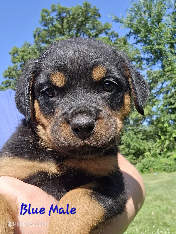 Blue Male – Rottweiler puppy for sale in Lone Rock, WI