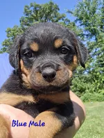 Blue Male, a male Rottweiler for sale in Lone Rock, WI – 1 of 4
