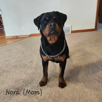 Red Male, a male Rottweiler for sale in Lone Rock, WI – 4 of 4
