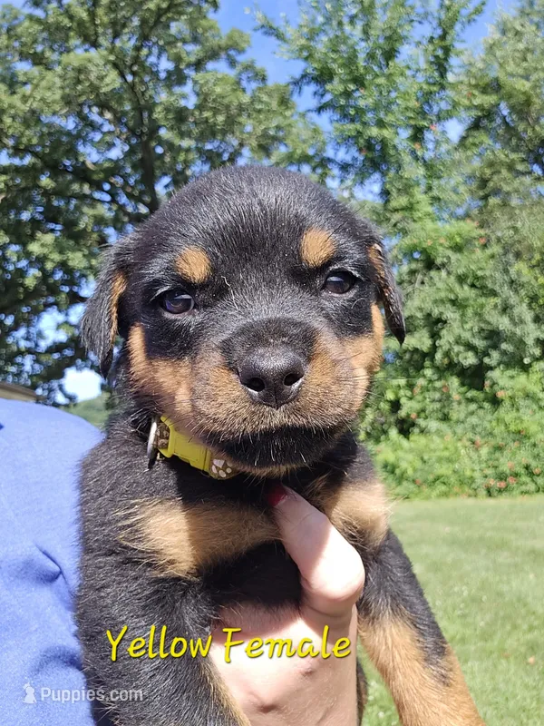 Yellow Female – Rottweiler puppy for sale in Lone Rock, WI