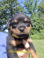 Yellow Female, a female Rottweiler for sale in Lone Rock, WI – 1 of 4
