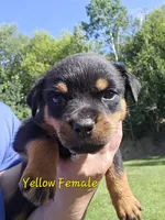 Yellow Female, a female Rottweiler for sale in Lone Rock, WI – 2 of 4