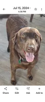 Benelli, a female Labrador Retriever for sale in Terrebonne, OR – 8 of 10