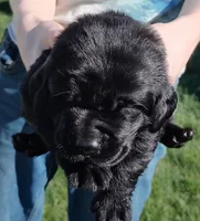 Bella, a female Labrador Retriever for sale in Terrebonne, OR – 2 of 6