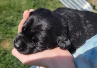 Bella, a female Labrador Retriever for sale in Terrebonne, OR – 6 of 6