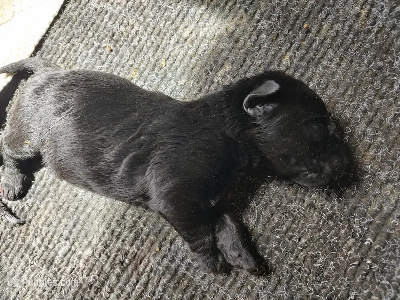 Emma  – Labrador Retriever puppy for sale in Terrebonne, OR