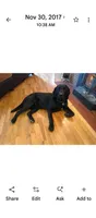 Benelli, a female Labrador Retriever for sale in Terrebonne, OR – 10 of 10