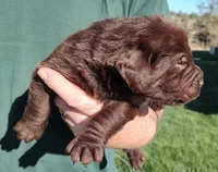 Cooper , a male Labrador Retriever for sale in Terrebonne, OR – 7 of 9