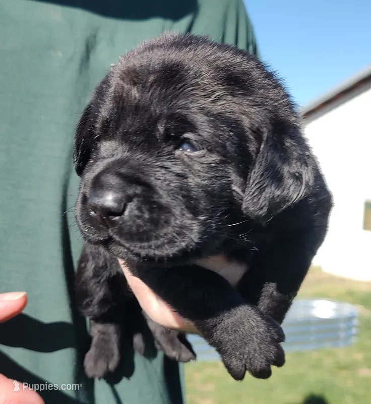 Emma  – Labrador Retriever puppy for sale in Terrebonne, OR