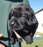 Emma , a female Labrador Retriever for sale in Terrebonne, OR – 1 of 3