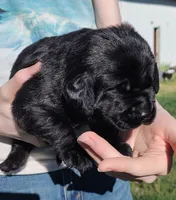 Bella, a female Labrador Retriever for sale in Terrebonne, OR – 4 of 6