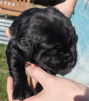 Bella, a female Labrador Retriever for sale in Terrebonne, OR – 5 of 6