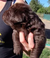Cooper , a male Labrador Retriever for sale in Terrebonne, OR – 4 of 9