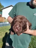 Cooper , a male Labrador Retriever for sale in Terrebonne, OR – 8 of 9