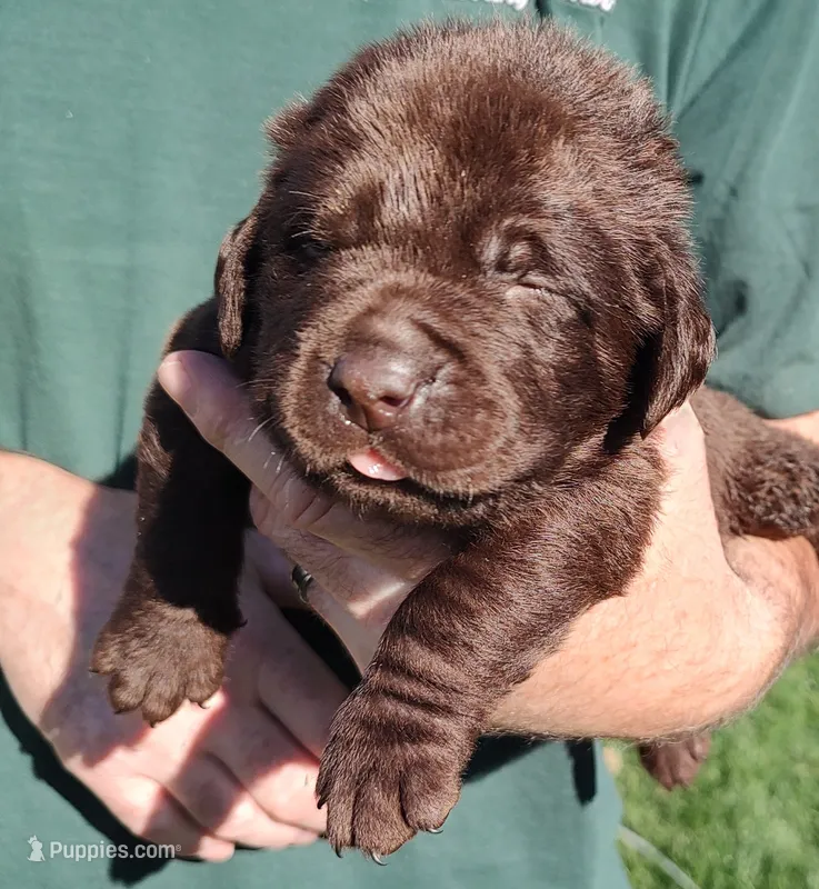 Cooper , a male Labrador Retriever for sale in Terrebonne, OR – 1 of 9
