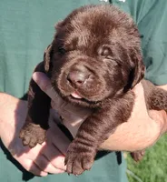 Cooper , a male Labrador Retriever for sale in Terrebonne, OR – 1 of 9