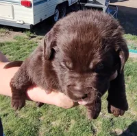 Cooper , a male Labrador Retriever for sale in Terrebonne, OR – 6 of 9