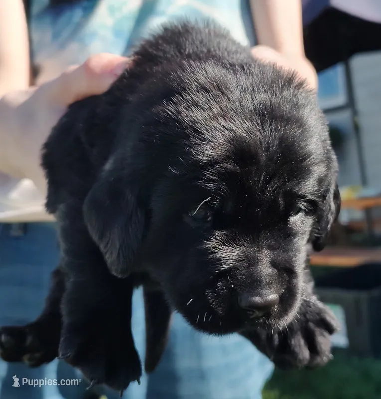 Bella – Labrador Retriever puppy for sale in Terrebonne, OR
