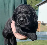 Emma , a female Labrador Retriever for sale in Terrebonne, OR – 2 of 3