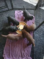 Benelli, a female Labrador Retriever for sale in Terrebonne, OR – 7 of 10