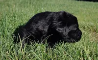 Emma , a female Labrador Retriever for sale in Terrebonne, OR – 3 of 3