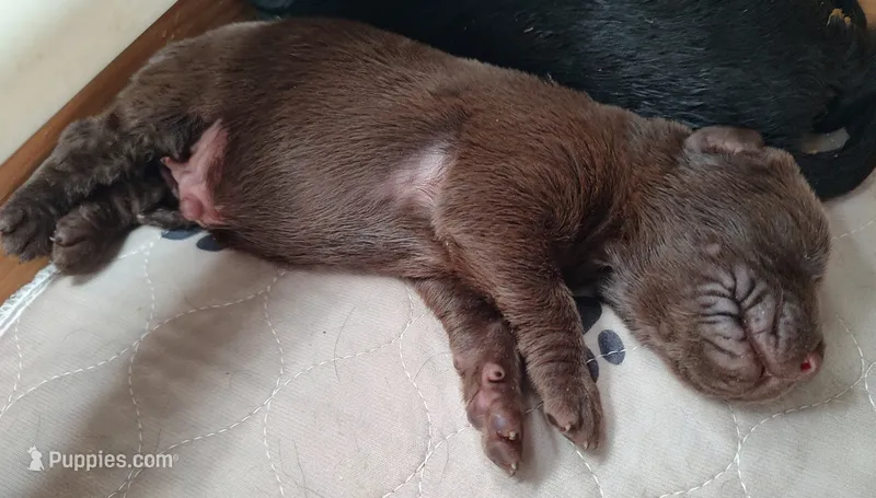 Cooper  – Labrador Retriever puppy for sale in Terrebonne, OR