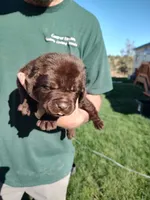 Cooper , a male Labrador Retriever for sale in Terrebonne, OR – 9 of 9