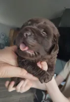 Duke, a male Labrador Retriever for sale in Terrebonne, OR – 1 of 1