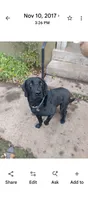 Benelli, a female Labrador Retriever for sale in Terrebonne, OR – 9 of 10