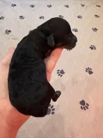 Luna, a female Miniature Bernedoodle for sale in Ravenna, MI – 1 of 2