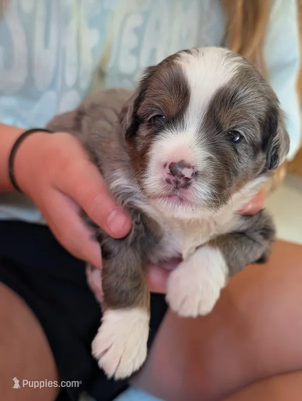 Oliver – Miniature Bernedoodle puppy for sale in Ravenna, MI