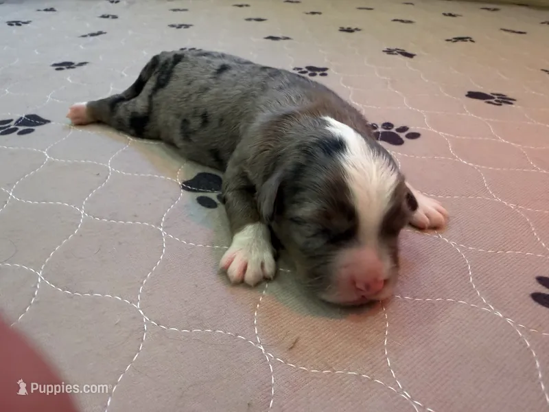 Lola – Miniature Bernedoodle puppy for sale in Ravenna, MI