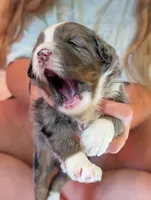 Oliver, a male Miniature Bernedoodle for sale in Ravenna, MI – 2 of 5