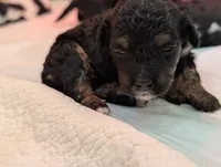 Luna, a female Miniature Bernedoodle for sale in Ravenna, MI – 7 of 8