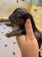 Rocky, a male Miniature Bernedoodle for sale in Ravenna, MI – 3 of 3