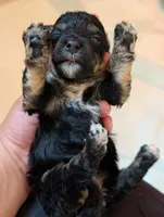 Luna, a female Miniature Bernedoodle for sale in Ravenna, MI – 4 of 8