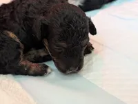 Luna, a female Miniature Bernedoodle for sale in Ravenna, MI – 8 of 8