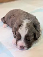 Oliver, a male Miniature Bernedoodle for sale in Ravenna, MI – 3 of 5